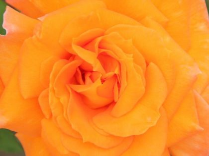Sparkle Rose Image