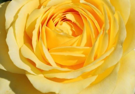 Summer Gold Rose Image
