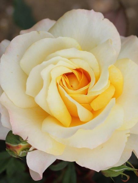 Sunny Sky Rose