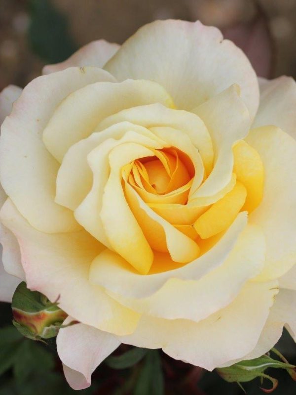 Sunny Sky Rose