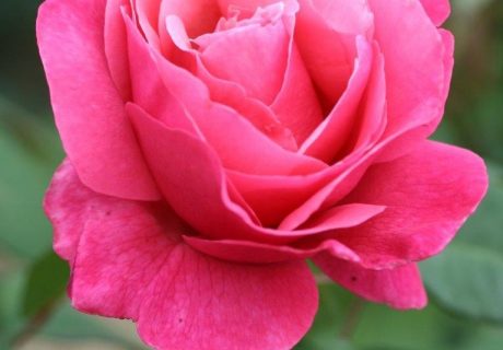The Anniversary Rose Image