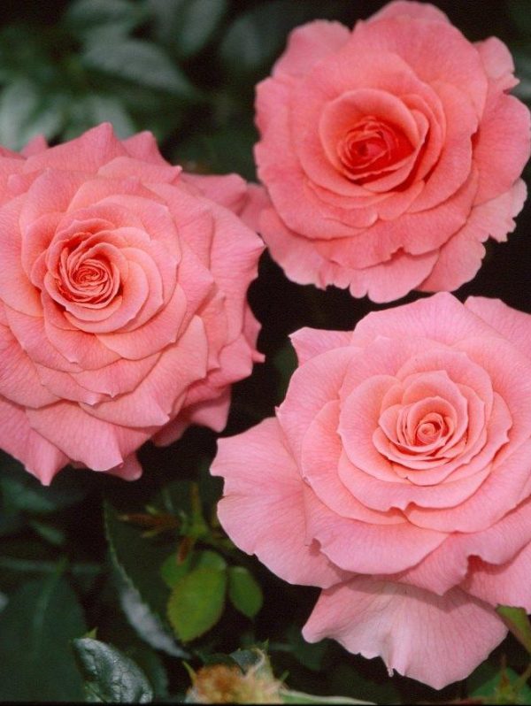 Tickled Pink Rose