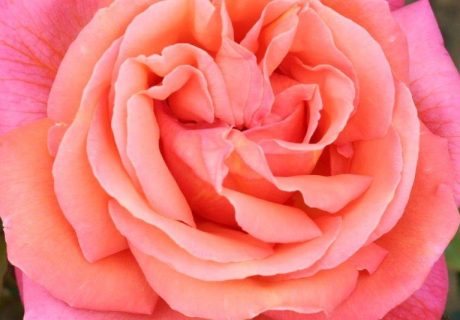 Troika Rose Image