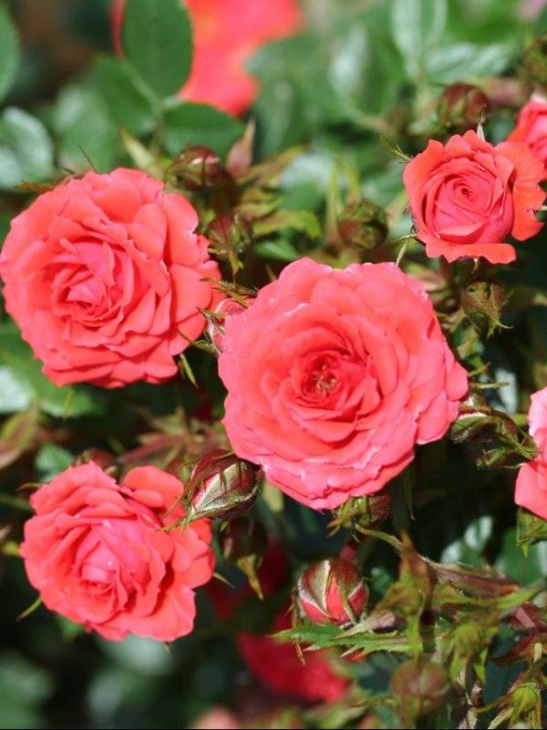 80th Birthday Gifts - 80th Birthday Roses - English Roses