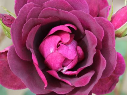 Burgundy Ice Rose Image