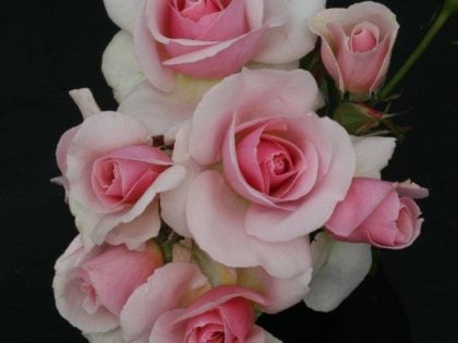 Let There Be Love Rose Let There Be Love Rose Image