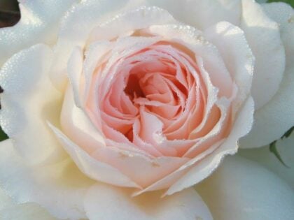 Pearl Rose - 30th Wedding Anniversary Gift Pearl Rose - 30th Wedding Anniversary Gift Image