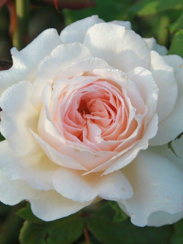Pearl Rose