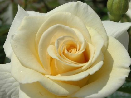 Diamond Days Forever Rose Diamond Days Forever Rose Image