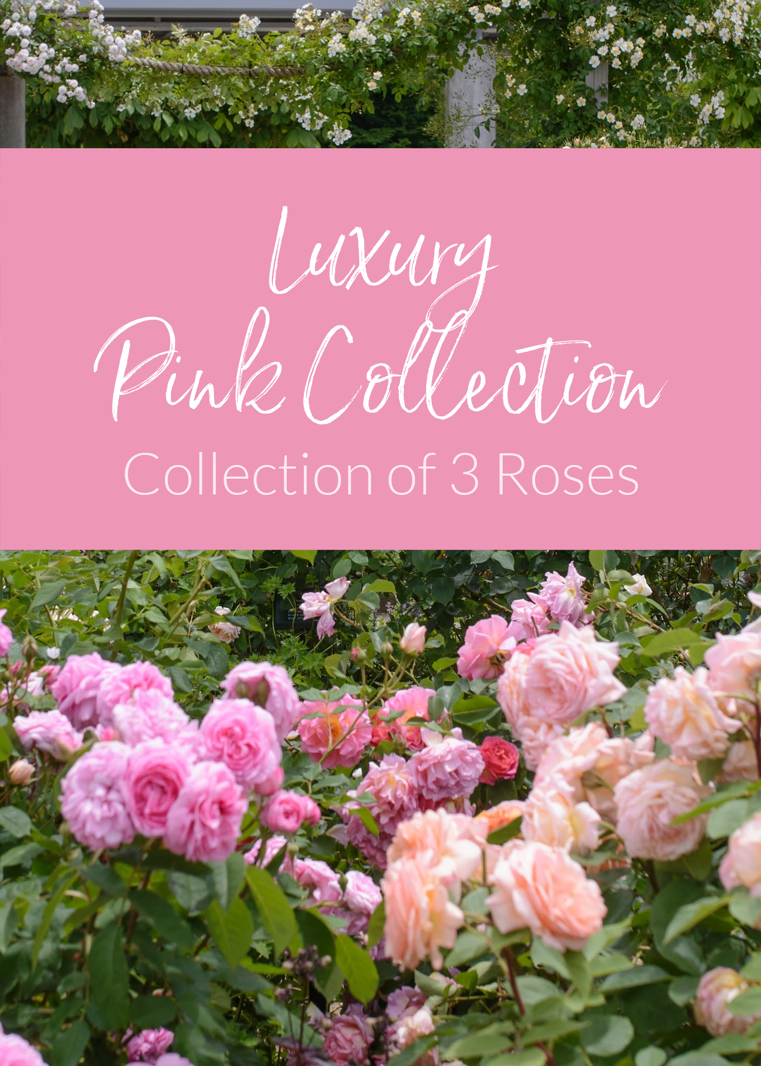 Collector Roses Christmas Rose Collections - Plants For Christmas - English Roses