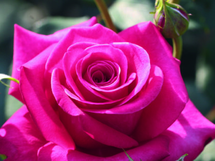 Birthday Rose Gift For Dad Birthday Rose Gift For Dad Image