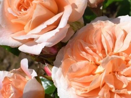 80th Birthday Rose Gift - It's A Wonderful Life Rose 80th Birthday Rose Gift - It's A Wonderful Life Rose Image