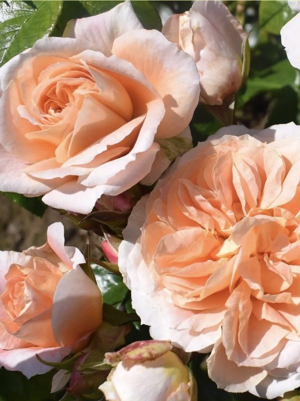 It's a Wonderful Life rose
