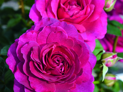 Timeless Purple Rose Timeless Purple Rose Image