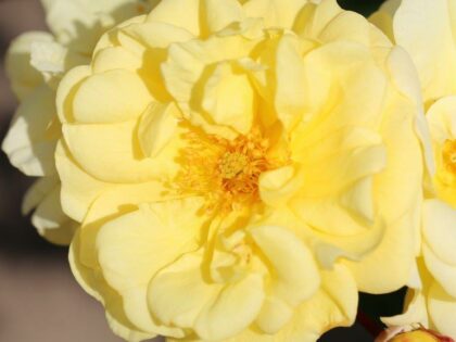 Golden Memories Rose Golden Memories Rose Image