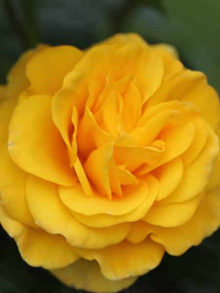 Guardian Angel Rose