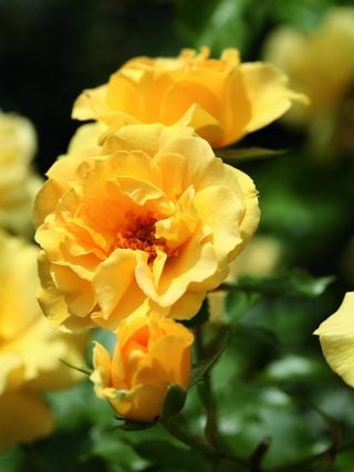 Precious Gold Rose - Mum Birthday Gifts From English Roses