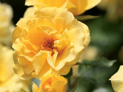 70th Birthday Gifts - Precious Gold Rose 70th Birthday Gifts - Precious Gold Rose Image