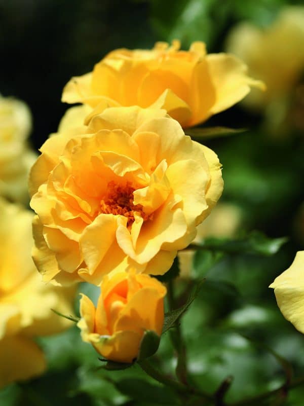 Precious Gold Rose - Mum Birthday Gifts From English Roses