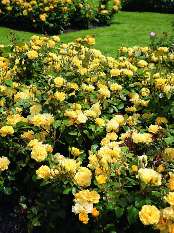 Precious Gold Rose - Bare Root