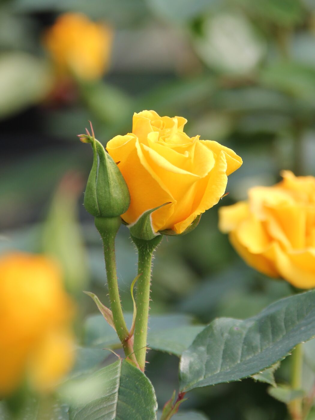 Precious Gold Rose Bare Root - Continuous Summer Colour - English Roses