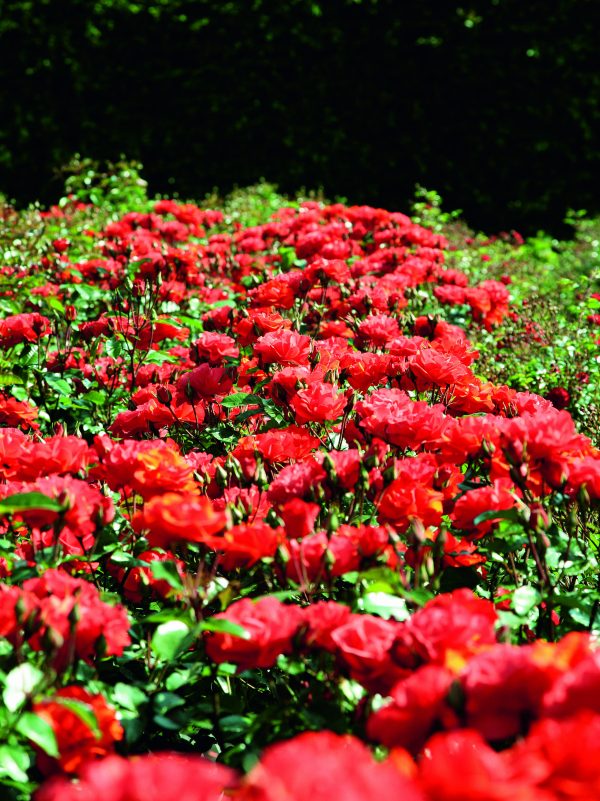 Precious Love Rose - Bare Root