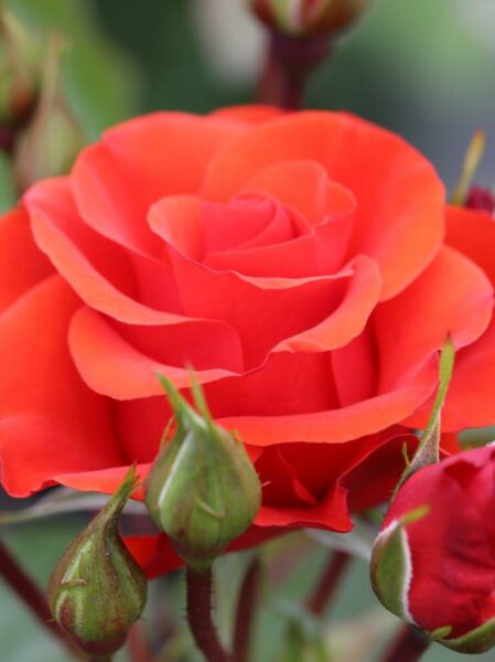 Precious Love Rose