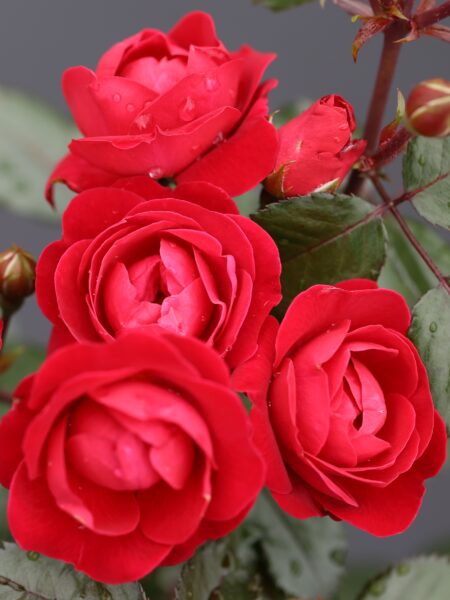 Precious Ruby Rose - Bare Root - Image 5