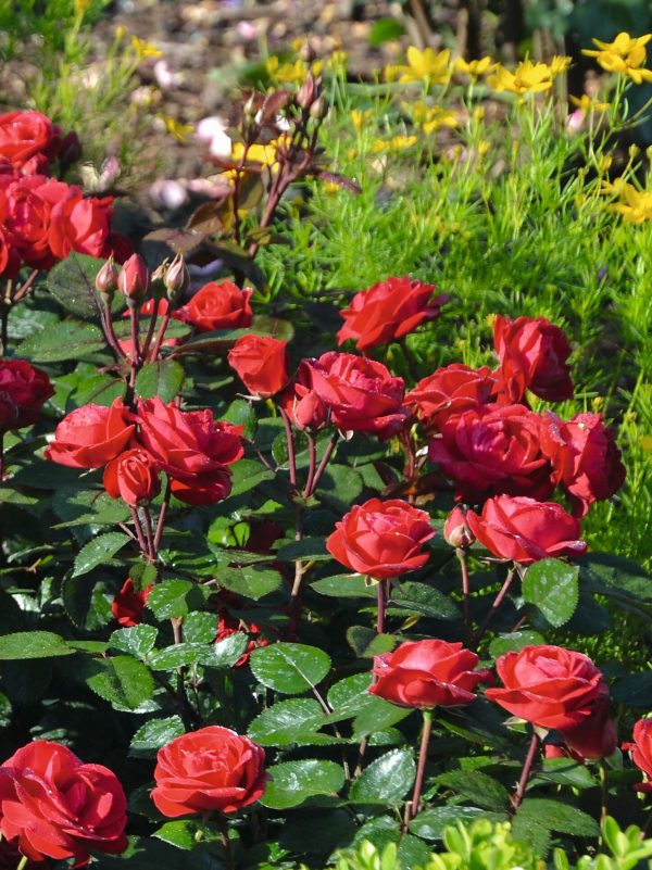 Precious Ruby Rose - Bare Root