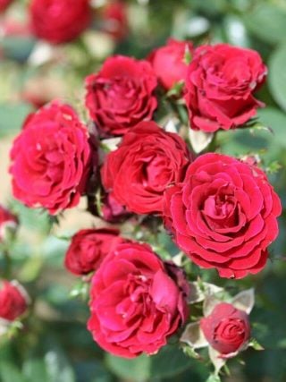 Ruby Wishes Rose
