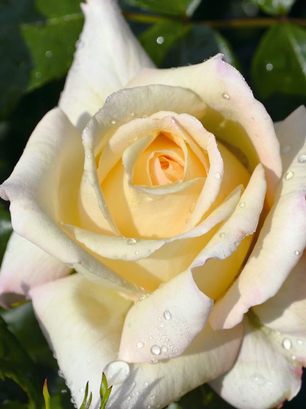 80th Birthday Gifts - 80th Birthday Roses - English Roses