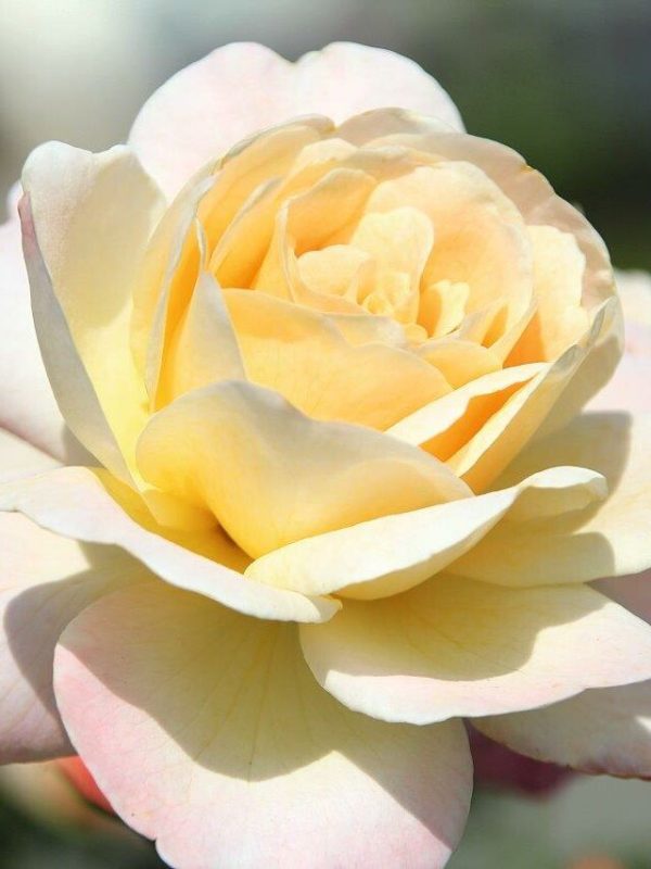 Special Day Rose - Bare Root
