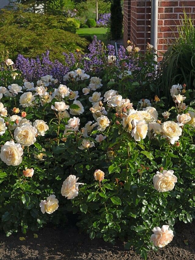 Special Day Rose - Bare Root