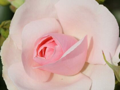 70th Birthday Rose Gift - Many Happy Returns Rose 70th Birthday Rose Gift - Many Happy Returns Rose Image