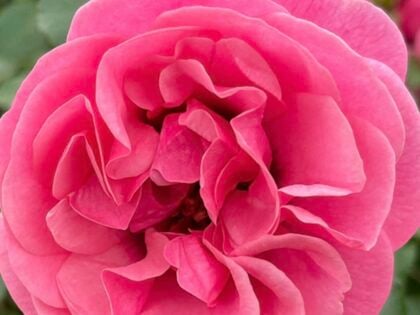 Special Grandma Rose - Grandma Remembrance Gifts Special Grandma Rose - Grandma Remembrance Gifts Image