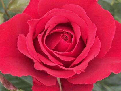To My Wonderful Husband Rose Image