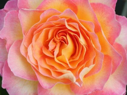 Gorgeous Rose - 90th Birthday Gifts Image