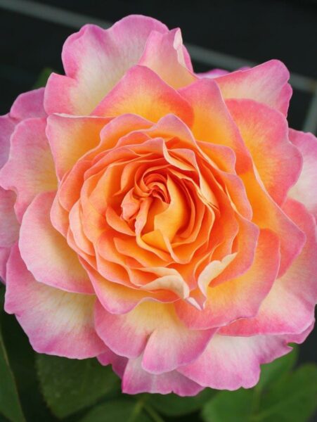 Gorgeous Rose
