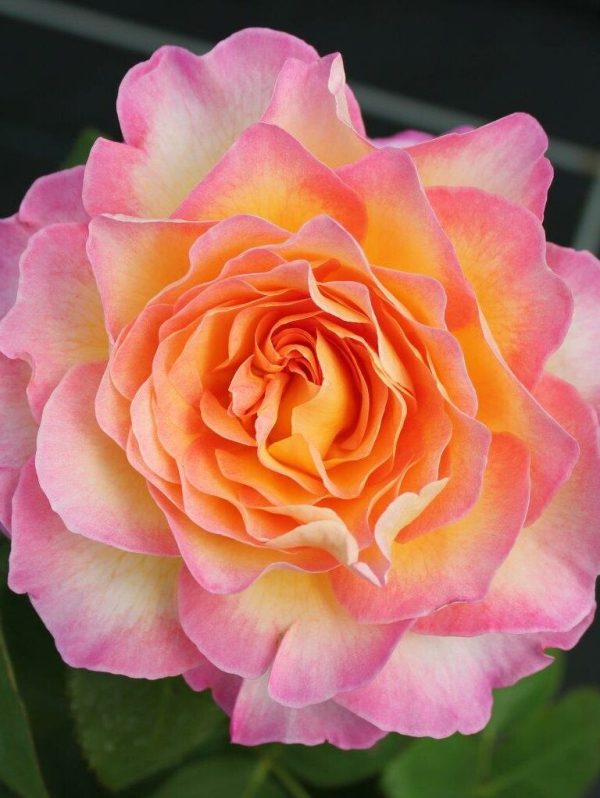 Gorgeous Rose