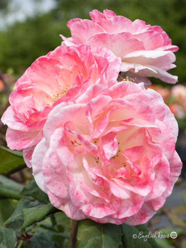 English Miss Rose - Traditional English Rose - Pink Roses - English Roses