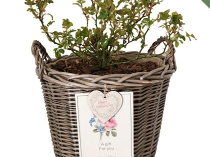 Large Willow Basket - Gift Planted Roses Large Willow Basket - Gift Planted Roses Image