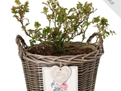 Gift Planted 70th Birthday Rose In Large Willow Basket Gift Planted 70th Birthday Rose In Large Willow Basket Image
