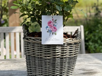 Large Willow Basket - Gift Planted Roses Image
