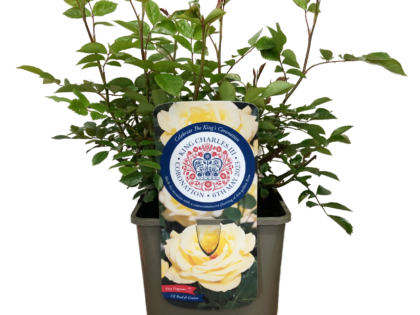Coronation Rose For King Charles III Coronation Rose For King Charles III Image