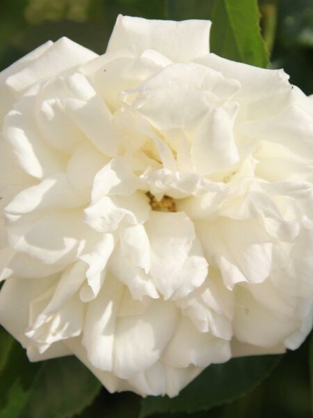Diamond Dad Rose