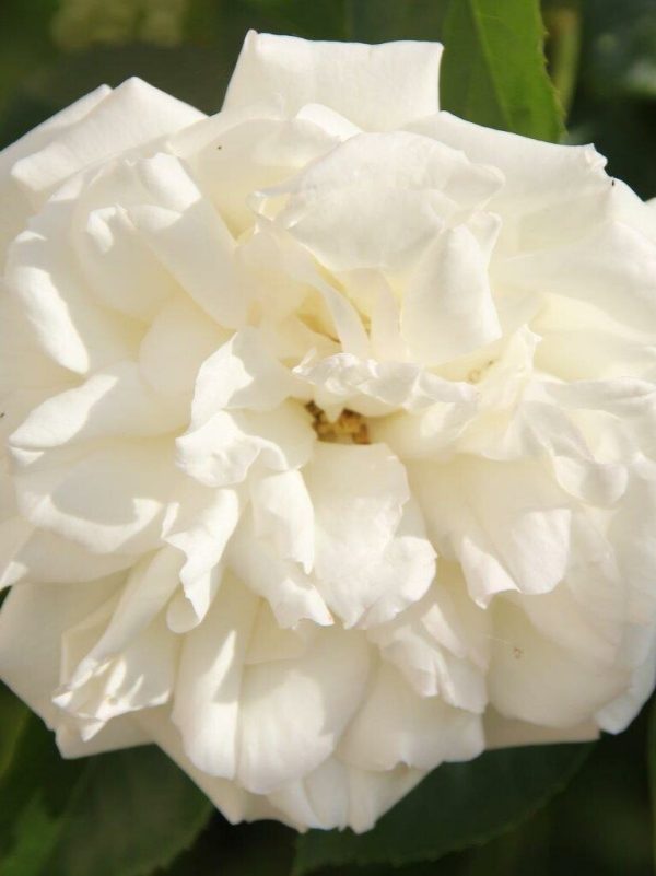 Diamond Dad Rose