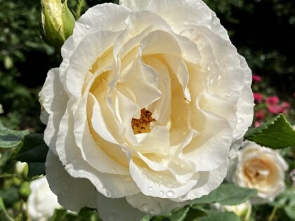 Silver Wedding 25th Anniversary Rose Image