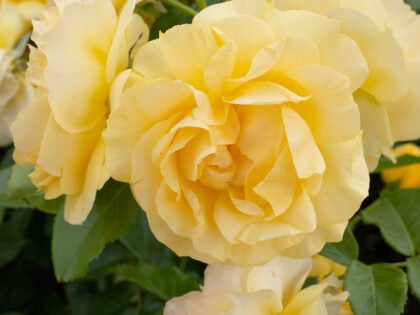 Absolutely Fabulous Rose Absolutely Fabulous Rose Image