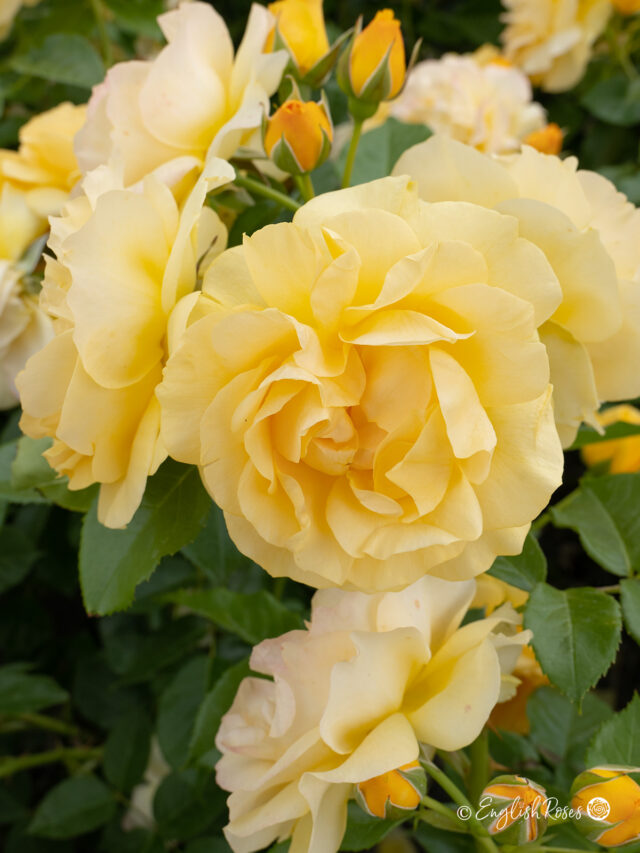 Absolutely Fabulous Rose - Bare Root - Gifts For Any Occasion - English ...