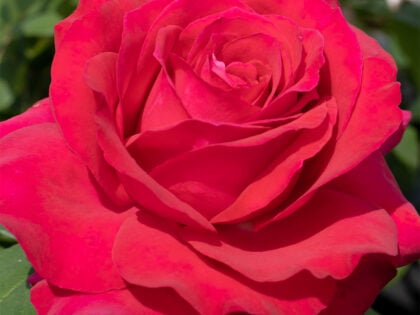 All My Loving Rose All My Loving Rose Image